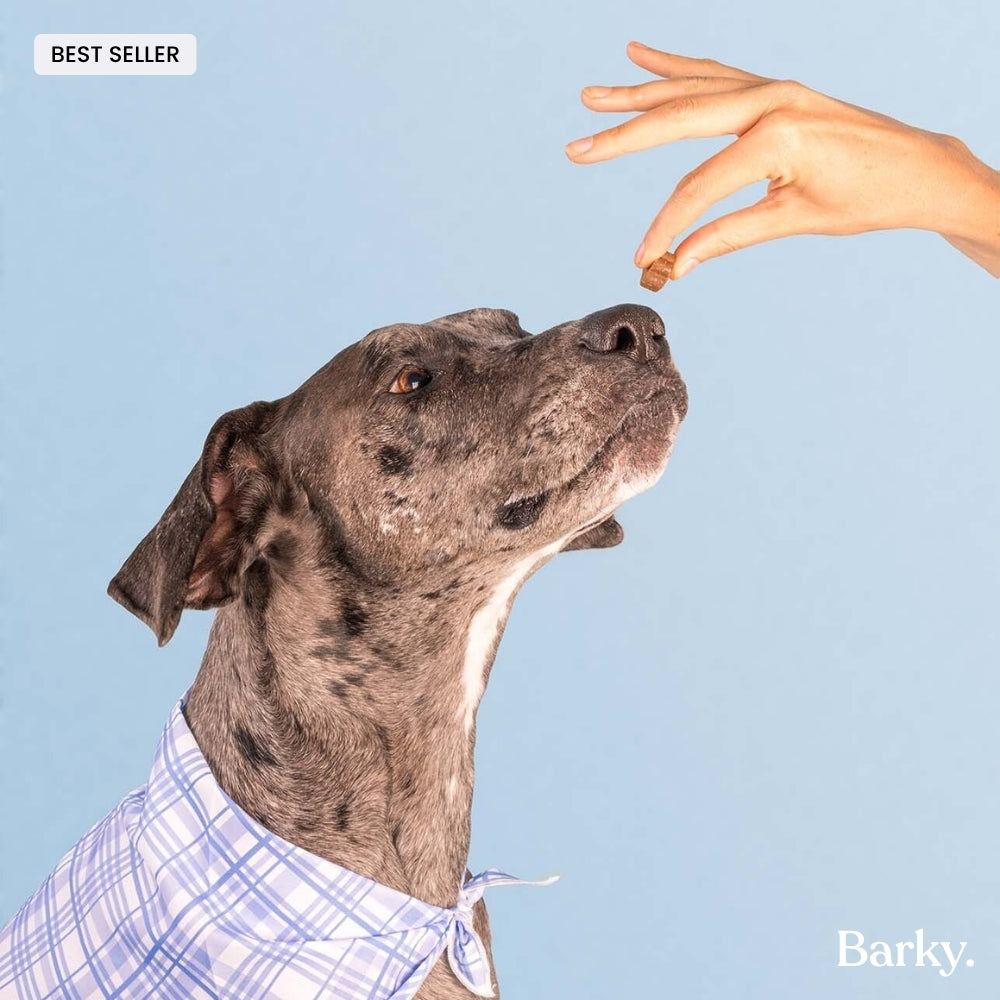 Chien recevant une bouchée Barky Daily de la main de sa maîtresse — complément quotidien pour chien.