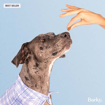 Chien recevant une bouchée Barky Daily de la main de sa maîtresse — complément quotidien pour chien.