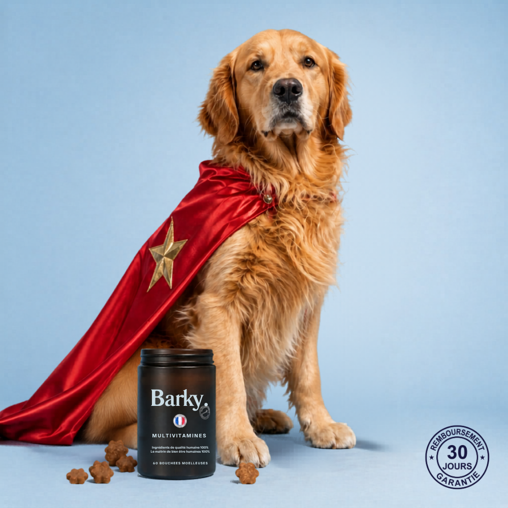 barky legacy 47 lifestyle golden cape hero.png